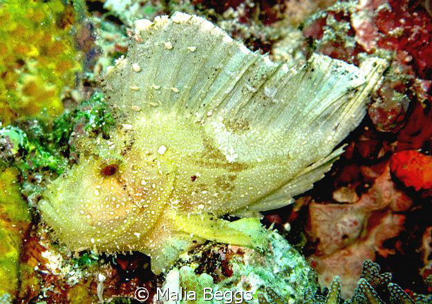 Leaf Scorpion Fish. Canon G10 by Malia Beggs 