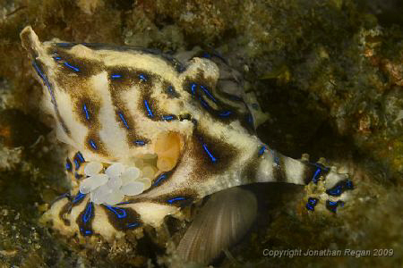 Female blue lined octopus protecting her eggs at Swansea ... by Jonathan Regan 