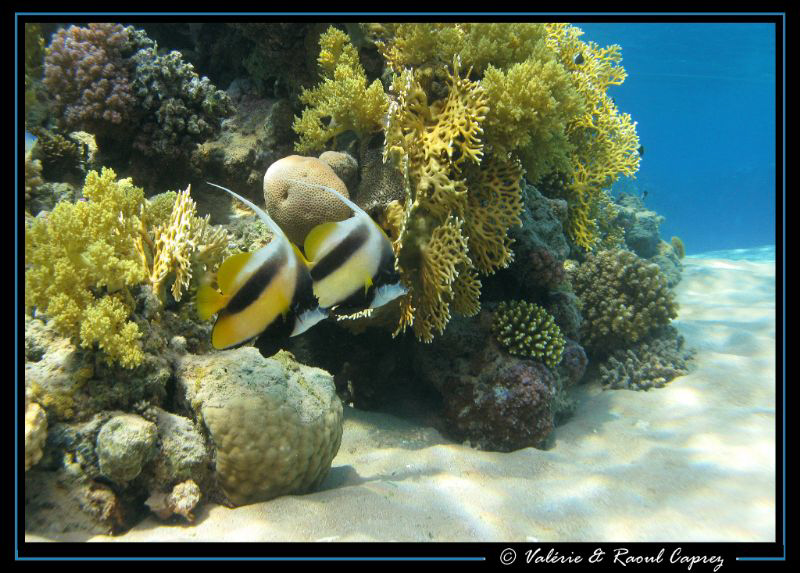 Like in an aquarium. by Raoul Caprez 