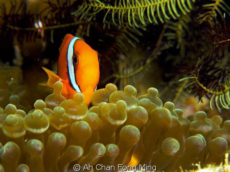 "Come Come..On Sale"
Take by Canon G9+DIY diopter by Ah Chan Fong Ming 