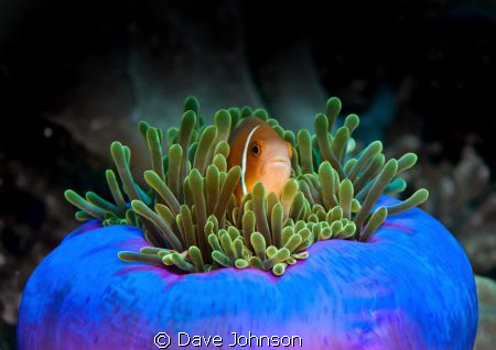 Anchored on the sea bed whilst Mantas were swimming throu... by Dave Johnson 