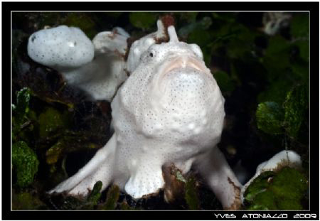 Portrait of a white giant frogfish, in fact it was rather... by Yves Antoniazzo 
