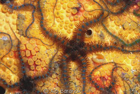 Star fishes from Yassi Island/Istanbul. Taken with Nikon ... by Alp Baranok 