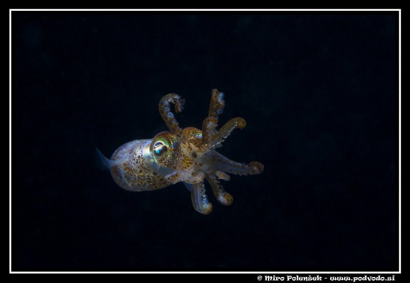 Sepiola spp. by Miro Polensek 