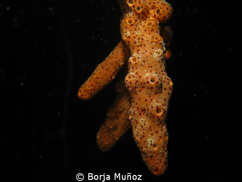 Orange and black, what a nice view. by Borja Muñoz 