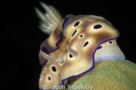 Risbecia Tryoni...nudi branch... by Teguh Tirtaputra 