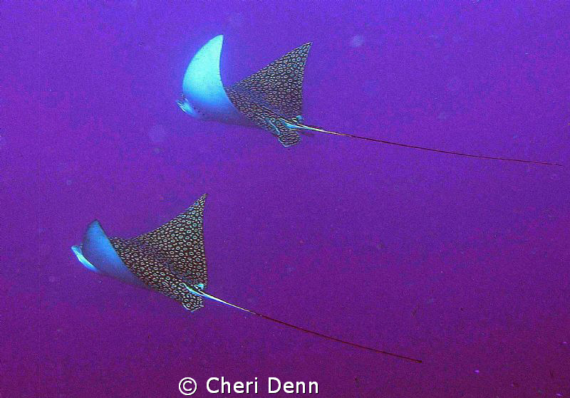Spotted Eagle Rays are such a beautiful sight.  Taken wit... by Cheri Denn 