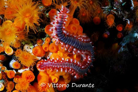 Vermocane by Vittorio Durante 