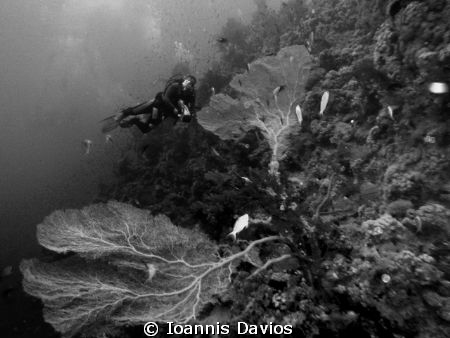 Shark and Yolanda reef.Taking video of Giand Gorgonians by Ioannis Davios 