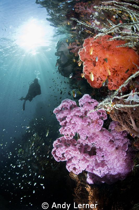 Among the soft corals of Triton Bay by Andy Lerner 
