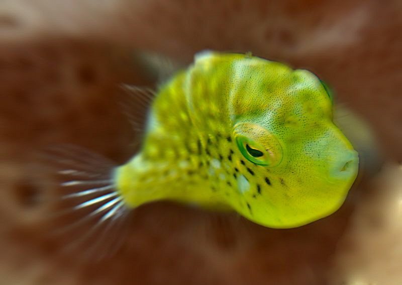 This little guy was 20mm in size, love the big baby eyes. by Charles Wright 