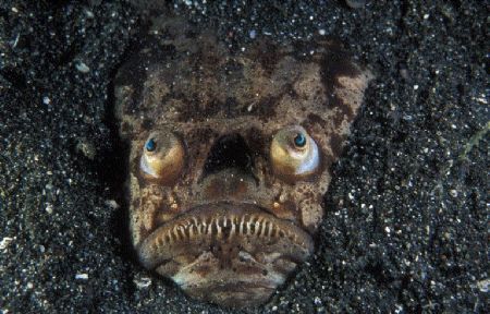 Blue eyes. Taken in Lembeh Manado with F100,60mm,DS125s. by Eric Leong 