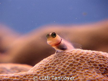 Bleny from Thailand...It was about 1.5 cm long..... by Lütfi Tanrıöver 