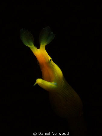 Female ribbon eel, taken at paradise in Tulamben, Bali. by Daniel Norwood 