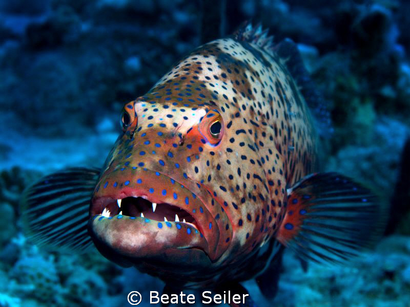 Grouper taken with Canon G10 by Beate Seiler 