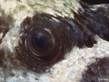 Swirl.

Taken with Olympus E-20 in Titan housing with m... by Istvan Juhasz 