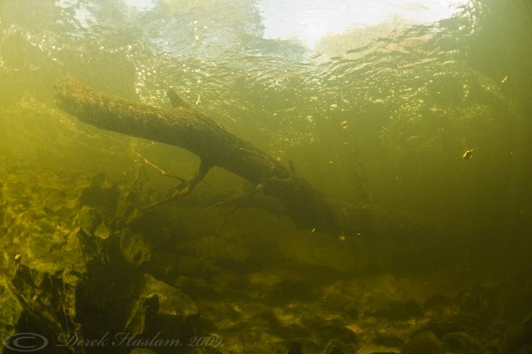 Log in the river. River lune. D3, 16mm. by Derek Haslam 