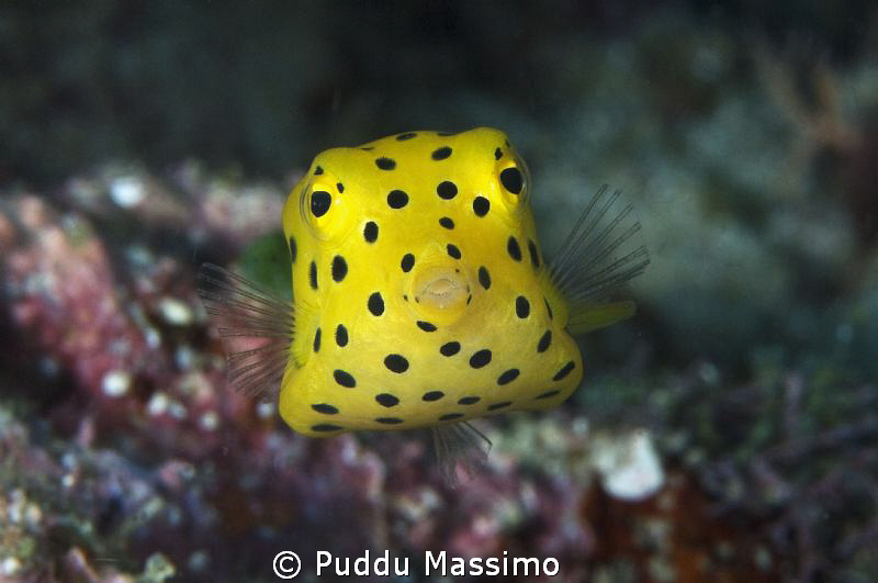 kiss me!! nikon d2x 105mm micro by Puddu Massimo 