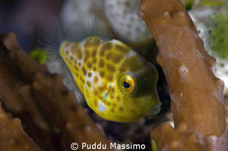 big eye,nikon d2x 60mm micro by Puddu Massimo 