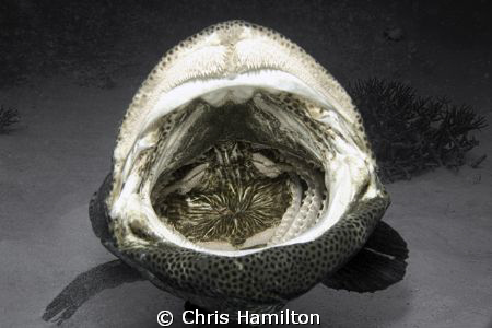 this is dasy, i could fit my head in her mouth i bet. by Chris Hamilton 
