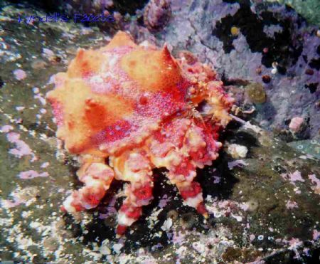 A common sight in north west pacific waters, this juvenil... by Lyndell Weldon 