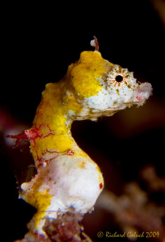 Hippocampus Pontohi-Raja Ampat by Richard Goluch 