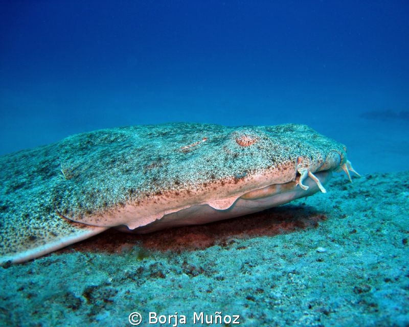Top model Angel shark by Borja Muñoz 