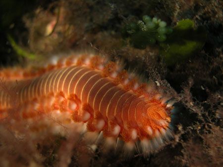 Tipical Worm of Mediterranean sea, called Vermocane.Pictu... by Max Ardizzoni 