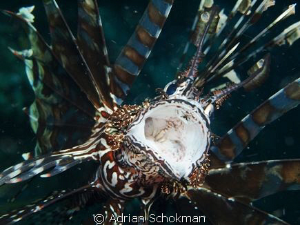 Lion Fish Up Close & Personal. Taken at Komodo Island Ind... by Adrian Schokman 