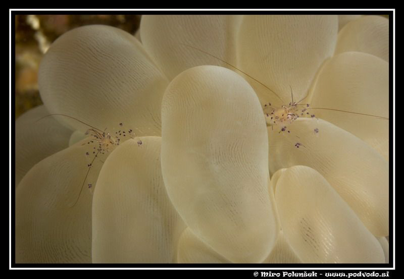 shrimps in buble coral by Miro Polensek 