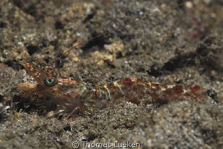 found in Lembeh; d200 by Thomas Lueken 