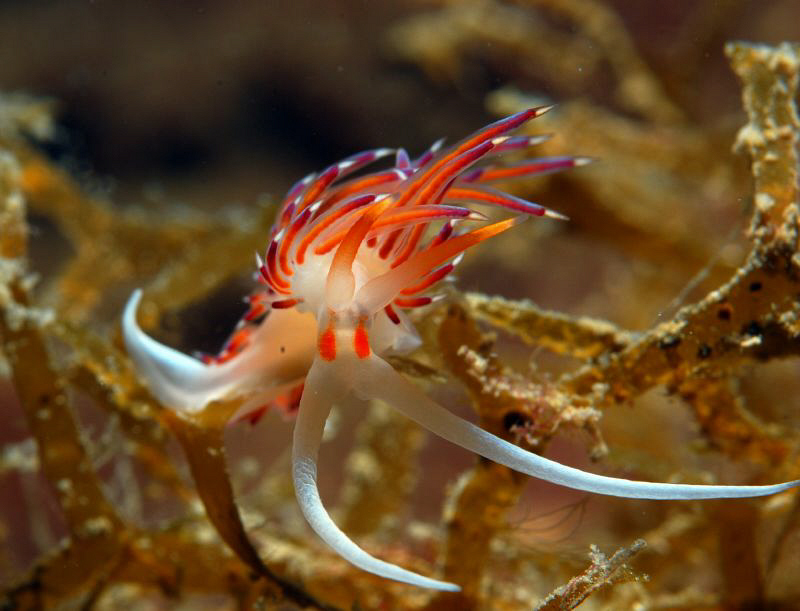 Nudi in croatia. by Andy Kutsch 