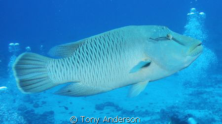 napoleon wrasse by Tony Anderson 
