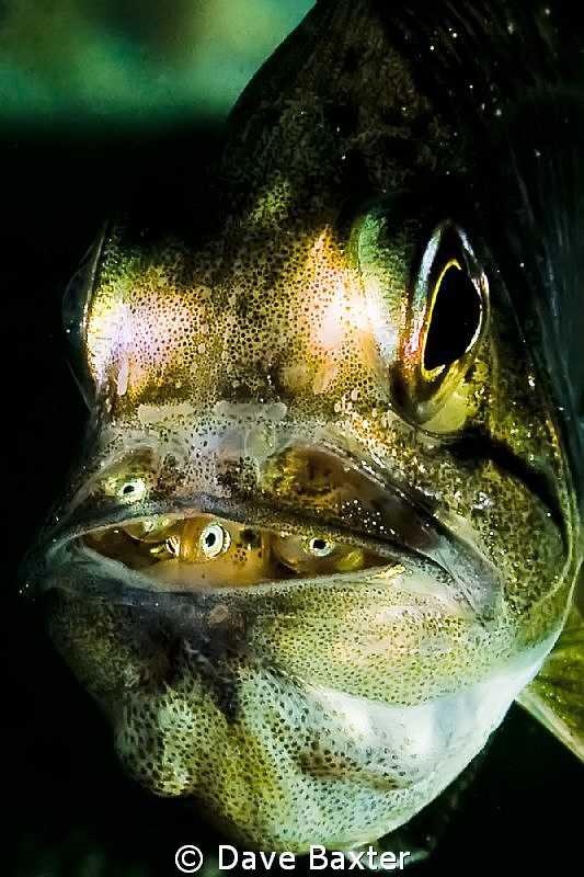 gobbleguts with babies - you can see the eyes and mouths ... by Dave Baxter 