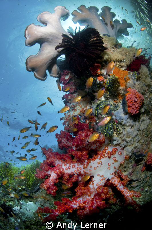 Lots of life in the sunny reefs by Andy Lerner 