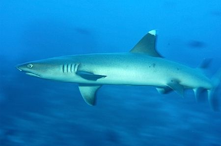 White Tip, Maldives. Image taken at 1/15sec to attempt to... by Phil Lenz 