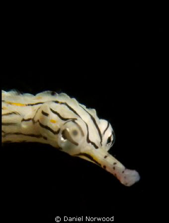 Mabul Pipefish. Close up shot of one of the many pipefish... by Daniel Norwood 