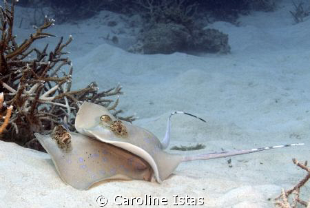 Mating Blue Spotted Stingrays in Con Dao, Vietnam. by Caroline Istas 