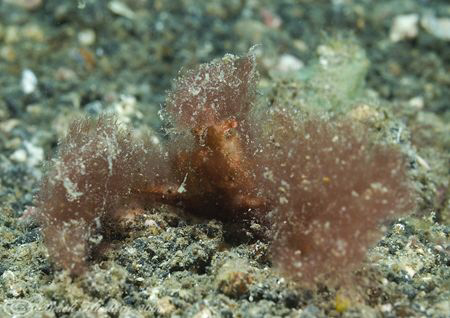 Orang-utan crab. Lembeh straits. D200, 60mm. by Derek Haslam 