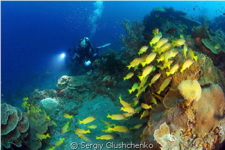 Yellow fishes. Raja Ampat. by Sergiy Glushchenko 