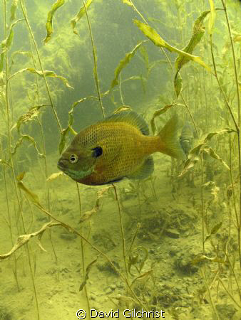 Bluegill Sunfish by David Gilchrist 