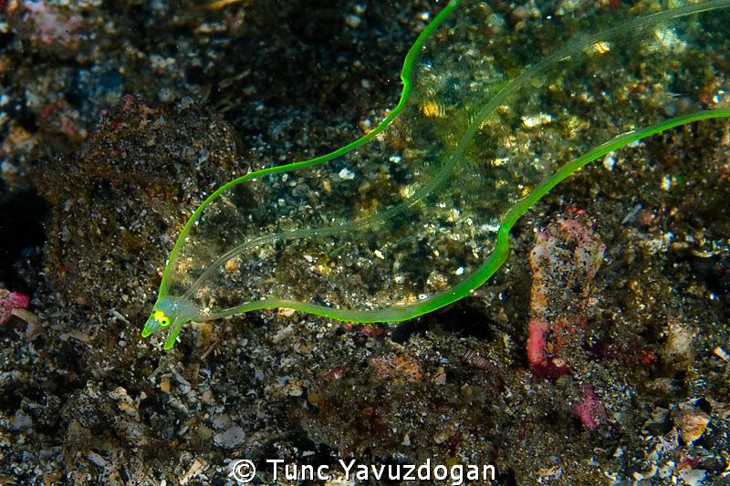 It's a Ghost ,I 've seen a Ghost... by Tunc Yavuzdogan 
