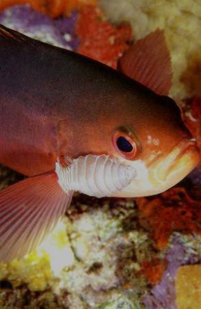 It took A long time for this fish to let me get A good vi... by Allen Ayling 