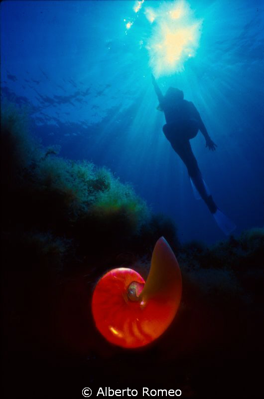 Marmaid and the seashell. 
NO P.S. only one shot (the sh... by Alberto Romeo 