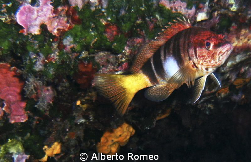 Portrait of a little groper  Serranus scriba. by Alberto Romeo 