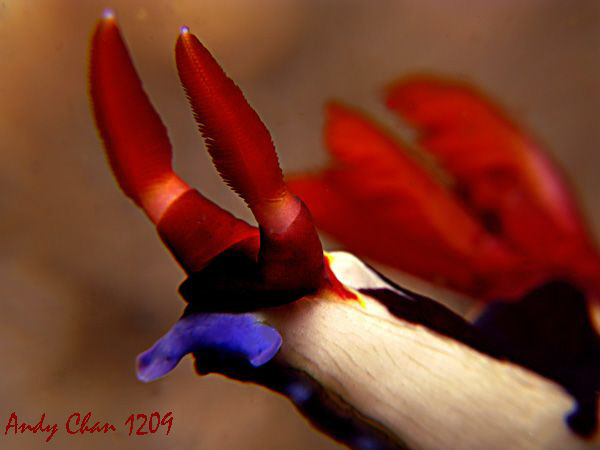 Nembrotha chamberlaini - No Cropping
Canon G9 + Nikonos ... by Andy Chan 
