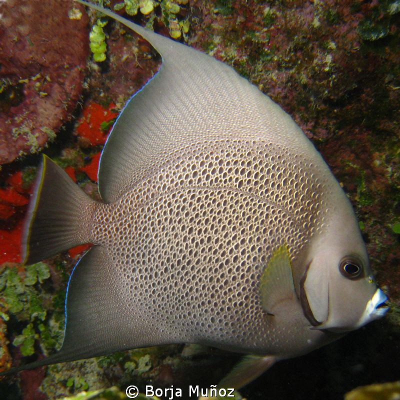 Angel fish by Borja Muñoz 