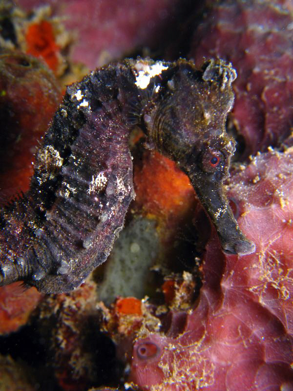 Hippocampus reidi at Crash Boats Piers in Aguadilla, PR by Juan Torres 