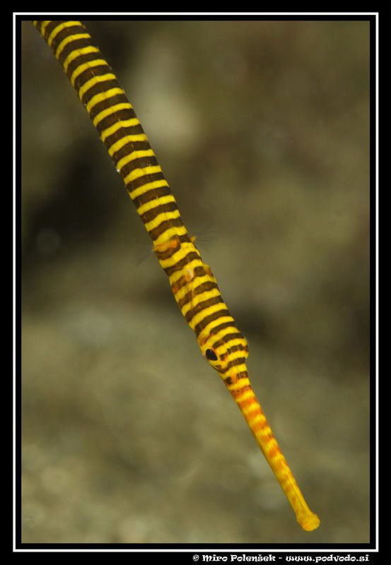 stripes by Miro Polensek 