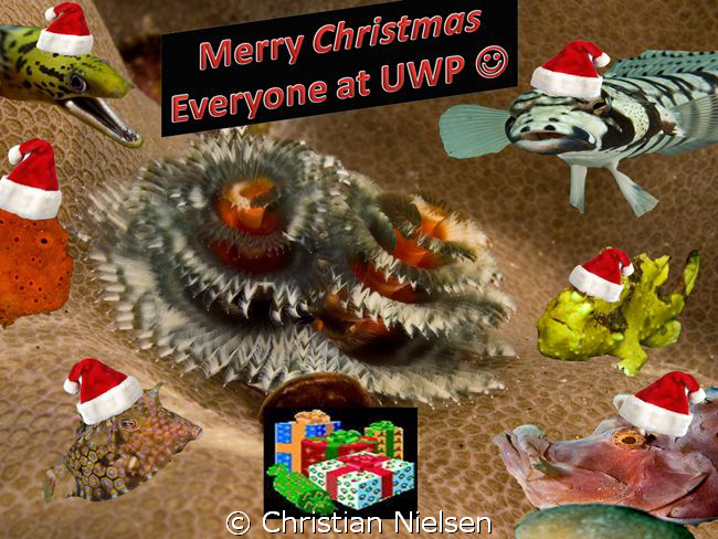 Merry Christmas to everyone. Since joining I have enjoyed... by Christian Nielsen 